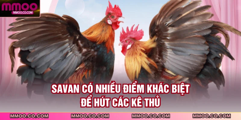 Savan có nhiều điểm khác biệt để hút các kê thủ